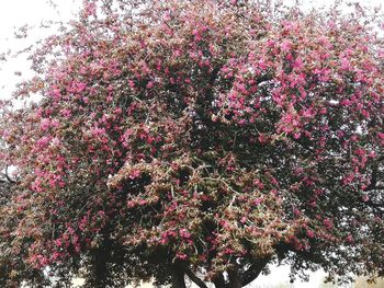 Low angle view of flowering tree in park