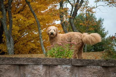 Portrait of dog standing by tree against plants
