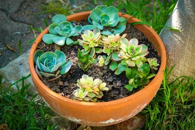 High angle view of potted plant