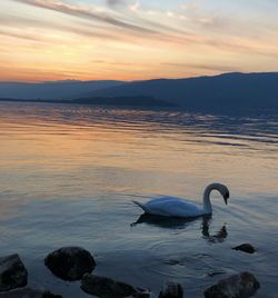 Swan swimming in lake during sunset