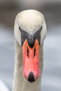 Close-up of swan