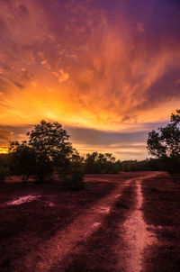 Trees on field against sky during sunset