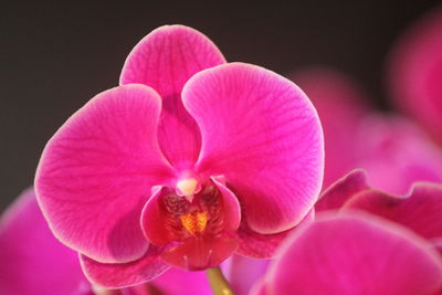 Phalaenopsis