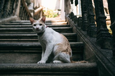 Portrait of dog sitting on staircase