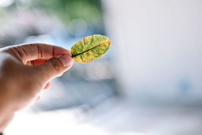 Close-up of hand holding leaf