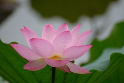 Close-up of pink lotus in wild 
