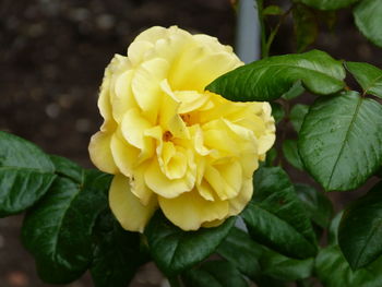 Close-up of yellow flowering plant