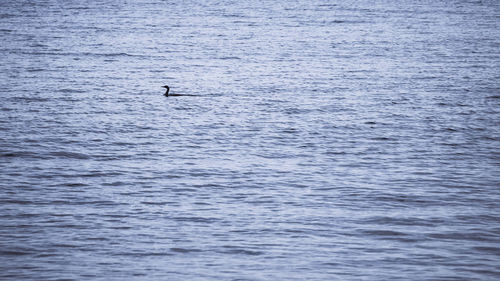 Bird flying over sea