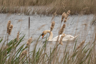 View of swan swimming in lake