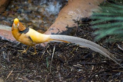 Bird on tree stump