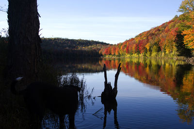 Reflection of trees in lake against sky