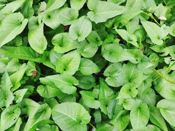 Full frame shot of green leaves