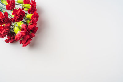 High angle view of red flowering plant against white background