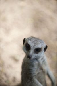 Close-up portrait of meerkat