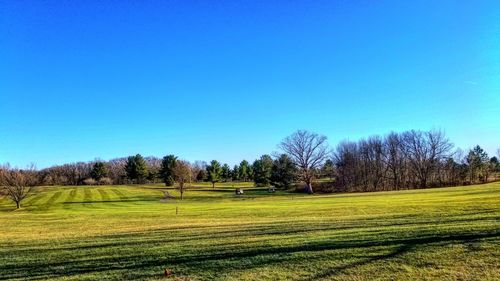 Trees on field against clear blue sky