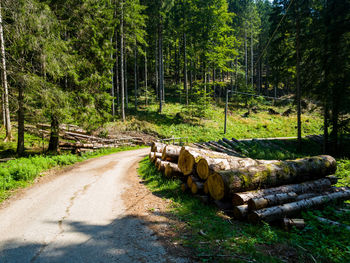 Road amidst trees in forest