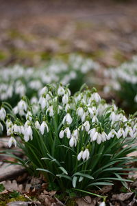 Close-up of flowering plant