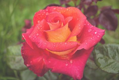 Close-up of dew drops on rose