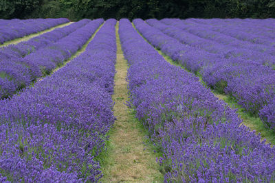 Purple flowering plants on field