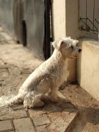 White dog looking away