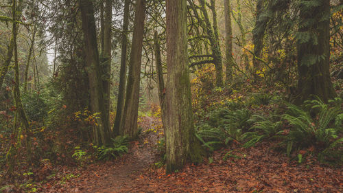 Trees growing in forest