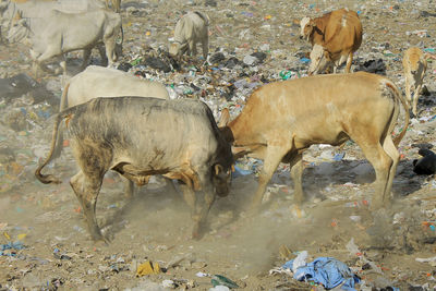 Cows standing in field of plastic waste in piyungan landfill, yogyakarta