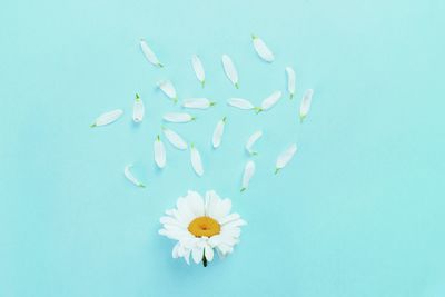 Daisy flowers and flying petals