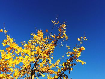 Low angle view of yellow flower tree against clear blue sky