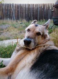 View of dog relaxing on field