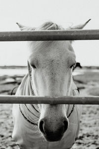 Close-up portrait of a horse