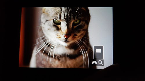 Close-up of cat on camera