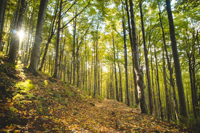 Red-brown leaves on the ground surrounding the trees and yellow-green leaves on the tree branches