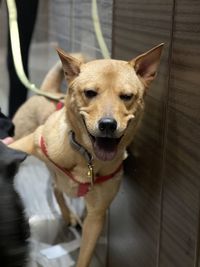 Portrait of dog sticking out tongue outdoors