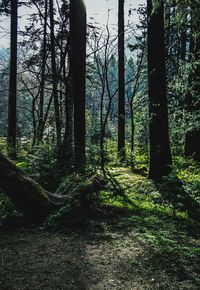 Trees in forest