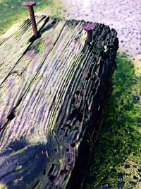 High angle view of tree trunk