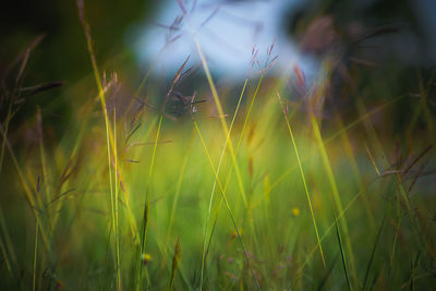 Close-up of grass