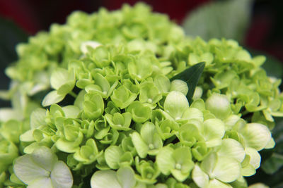 Close-up of flowering plant