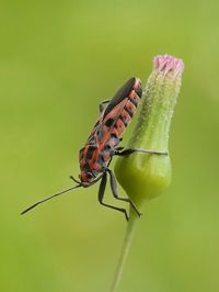 Close-up of butterfly on flower