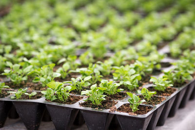 Close-up of potted plants