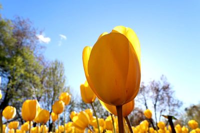 Close-up of yellow flowers blooming on field against sky