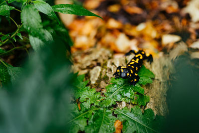 Close-up of insect on leaf