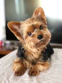 Portrait of dog relaxing on bed at home