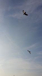Low angle view of bird flying in sky