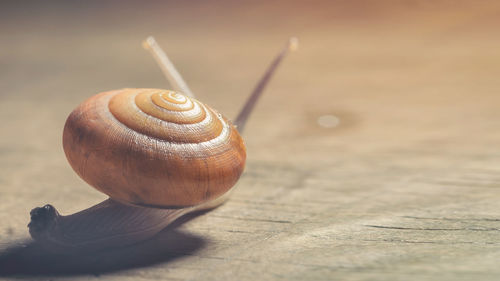 Close-up of snail on wood