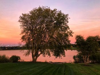Trees by lake against sky during sunset