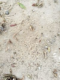 Close-up of lizard on sand