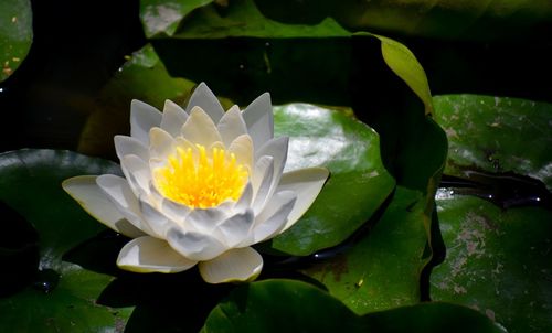 Close-up of lotus water lily in pond