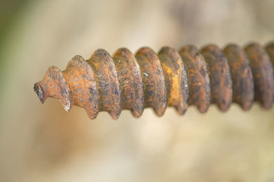 Close-up of rusty metal