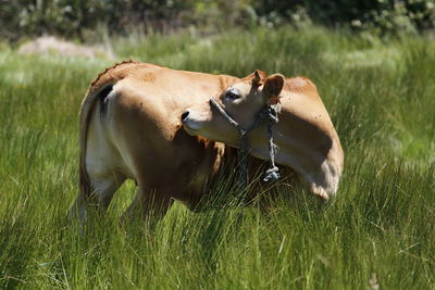 Cow in a field