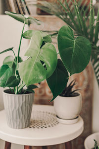 High angle view of potted plant on table at home